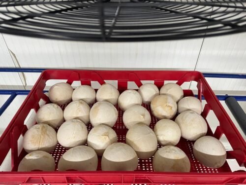 ekfresh-fruits-gallery4